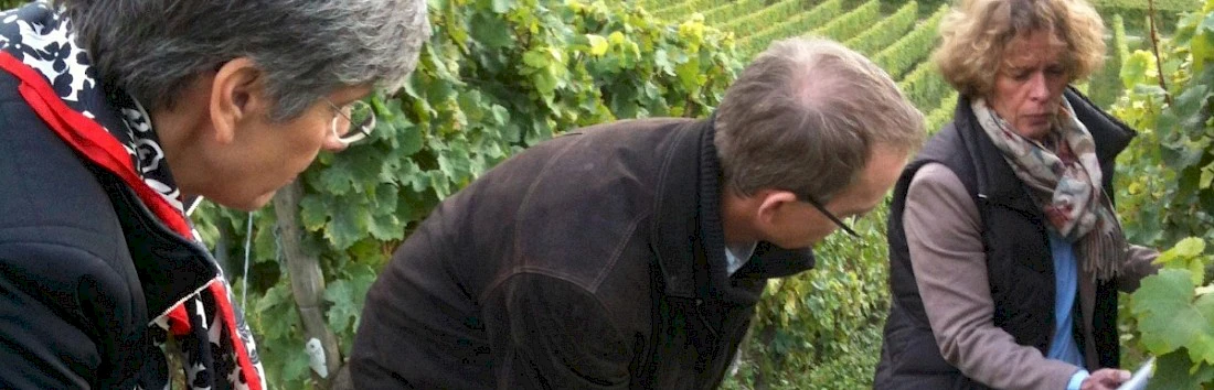 Teambuilding Wein-Challenge von Ausblicken bei Frankfurt