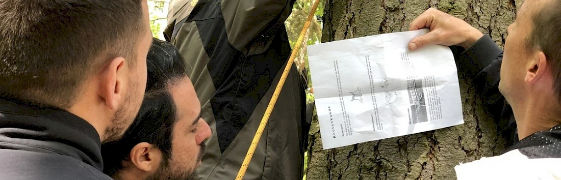 Teambuilding im Wald, Männer stehen um Baum