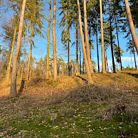 Wald